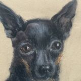 Portrait of dogs