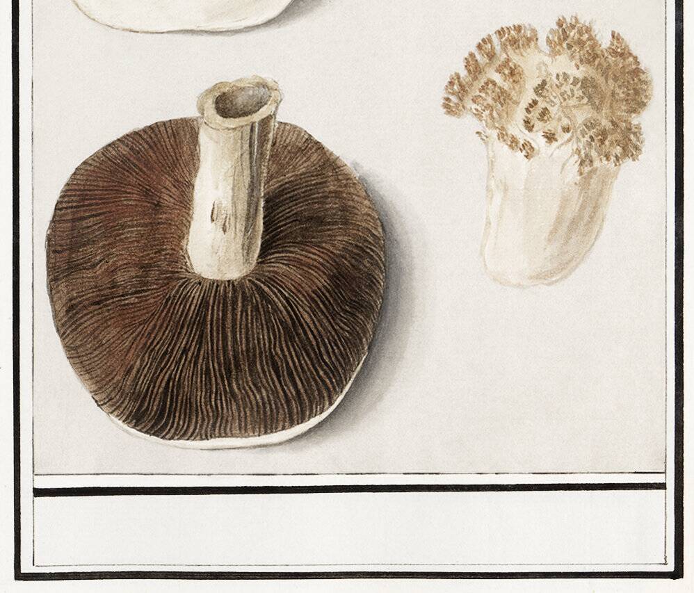 Small poster of an edible mushroom, based on an old engraving