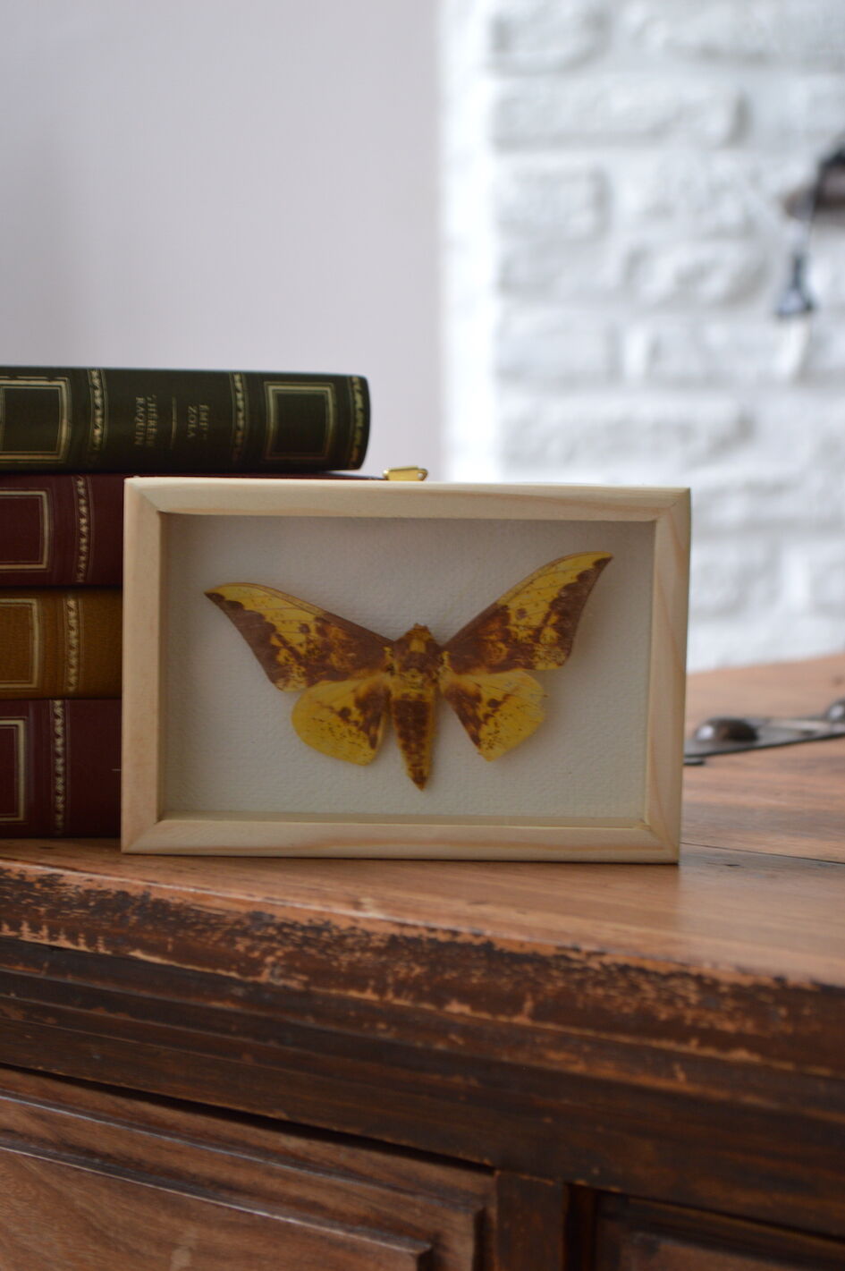 Butterfly naturalized imperialis