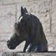 French school, Horse's head (circa 1940)