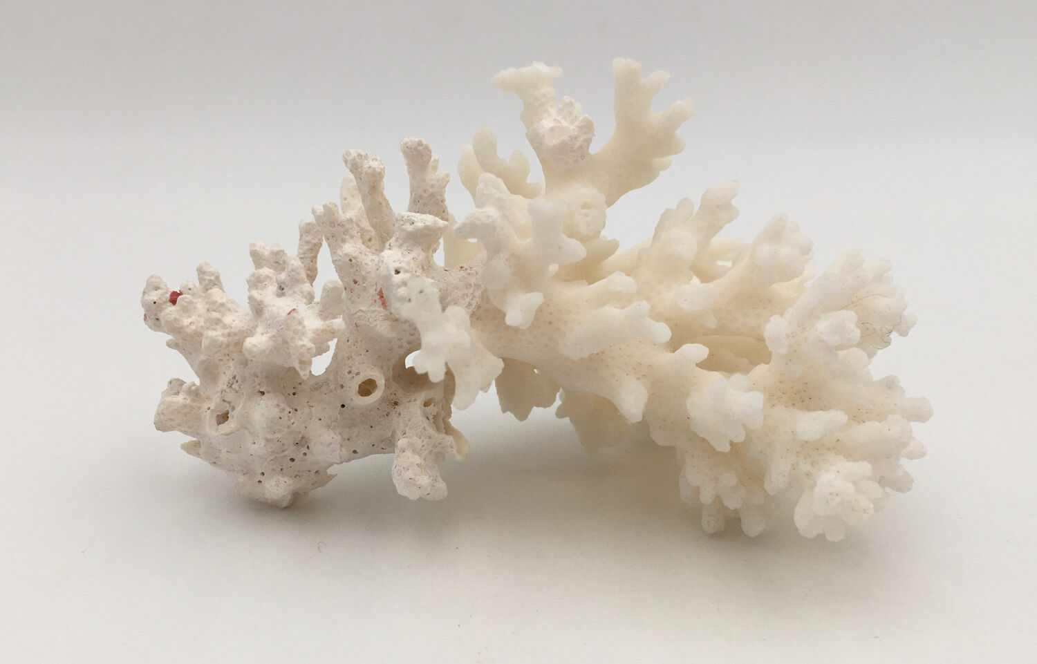 Old branch of white natural coral / 1970s