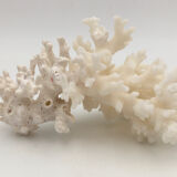 Old branch of white natural coral / 1970s