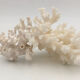 Ancienne branche de corail naturel blanc / Années 1970