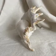 Grand coquillage Lambis à 7 doigts