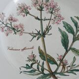 Set of 4 Villeroy and Boch plates, Botanica collection