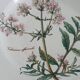 Set of 4 Villeroy and Boch plates, Botanica collection