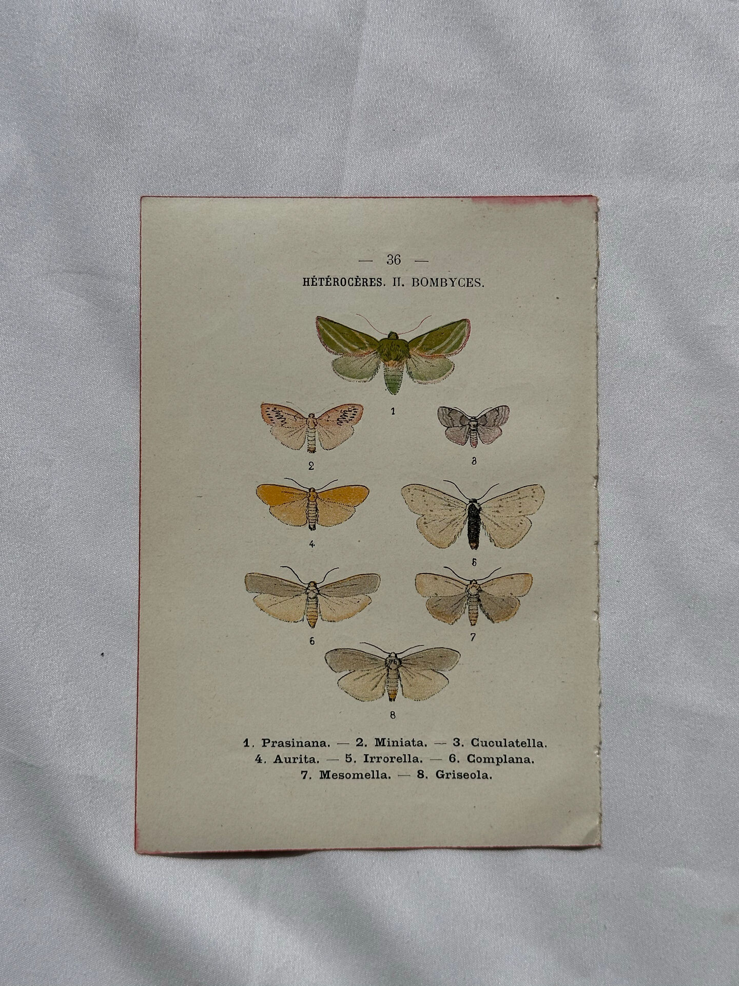 Gravure naturaliste  Papillon 19eme affiche botanique originale 1800