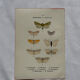 Gravure naturaliste  Papillon 19eme affiche botanique originale 1800