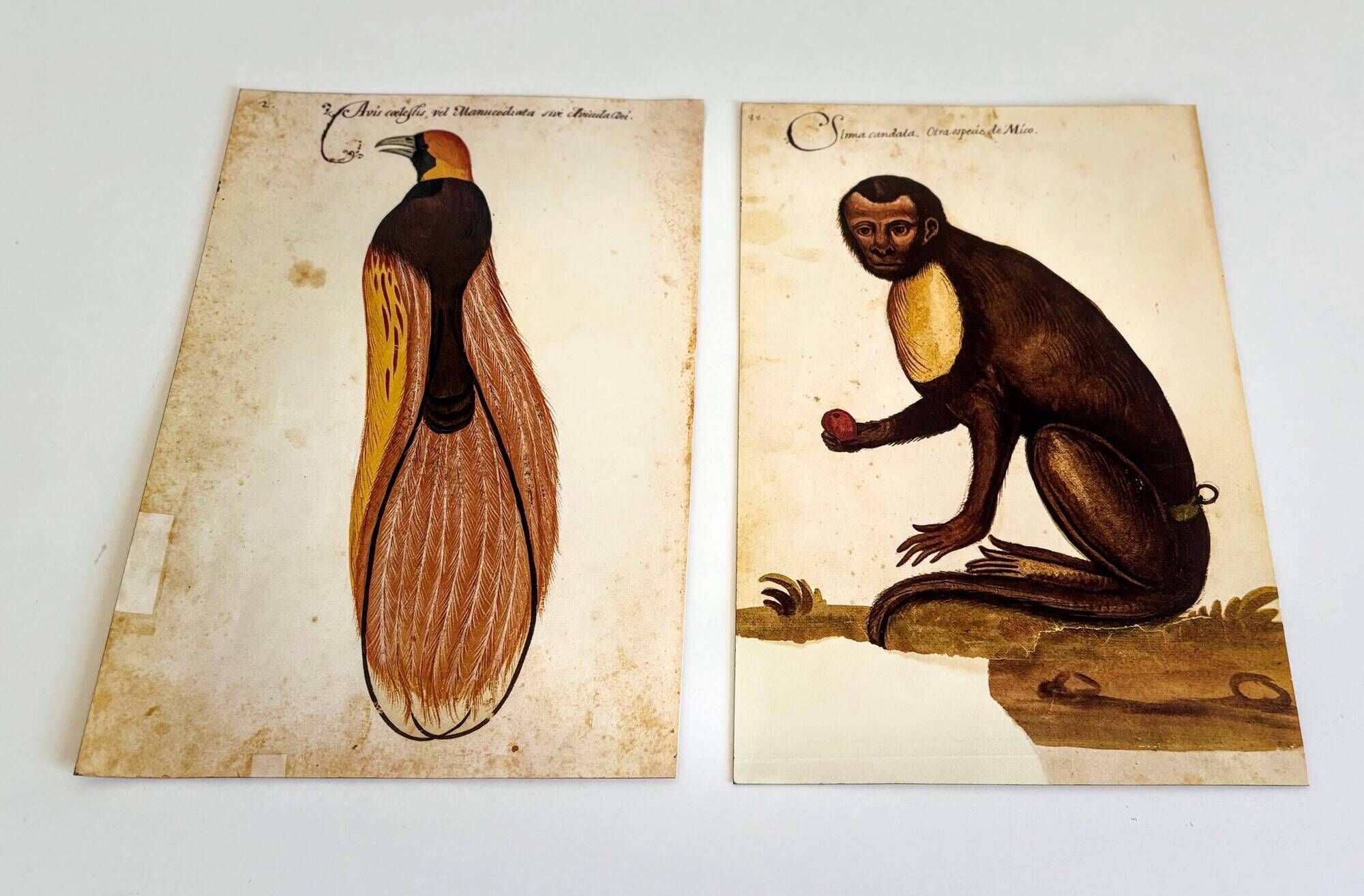 Impressions of the natural history of the Renaissance, pair of facsimiles of the Codex Pomar, 1990s.