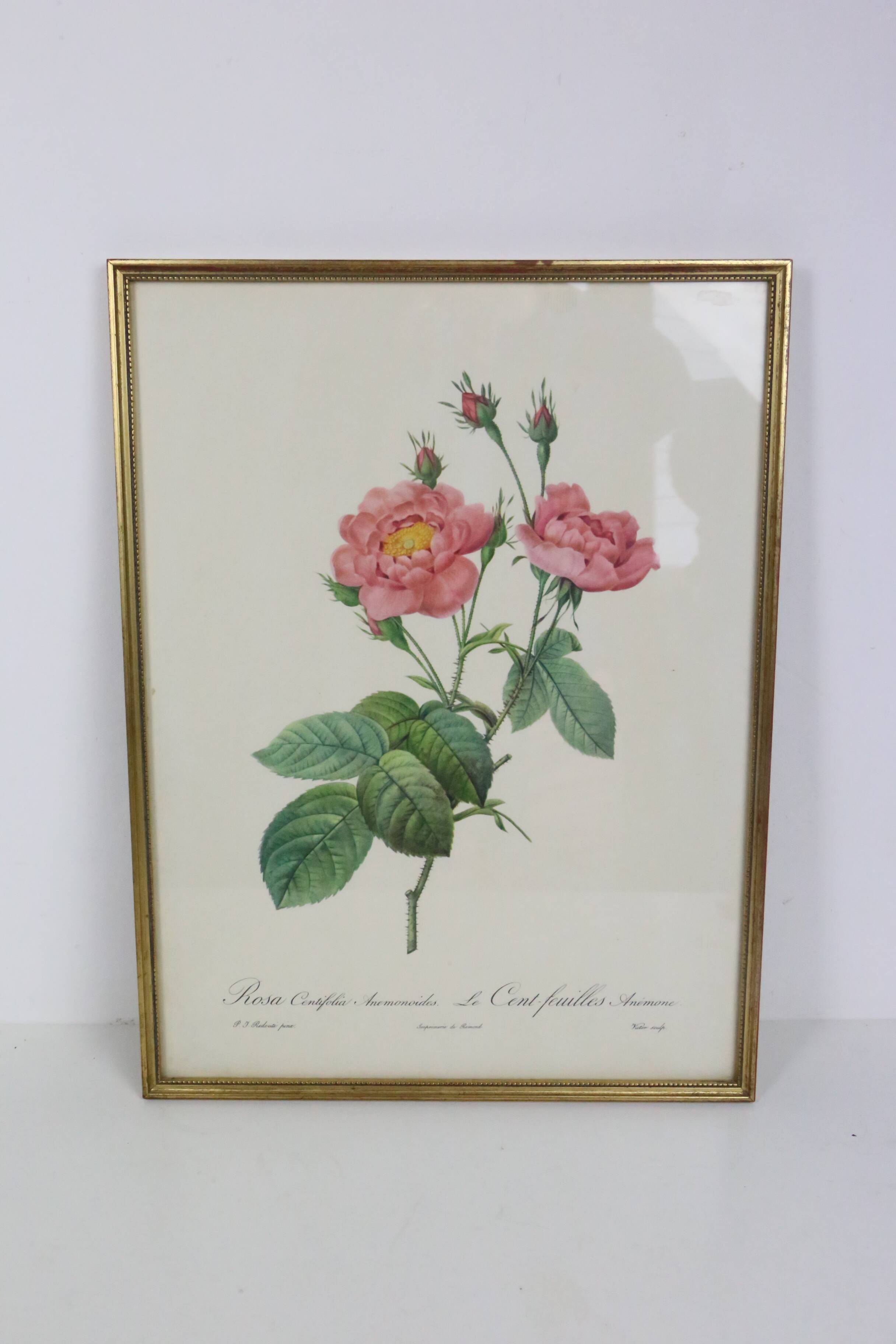 Great Redouté Lithograph