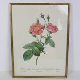 Great Redouté Lithograph