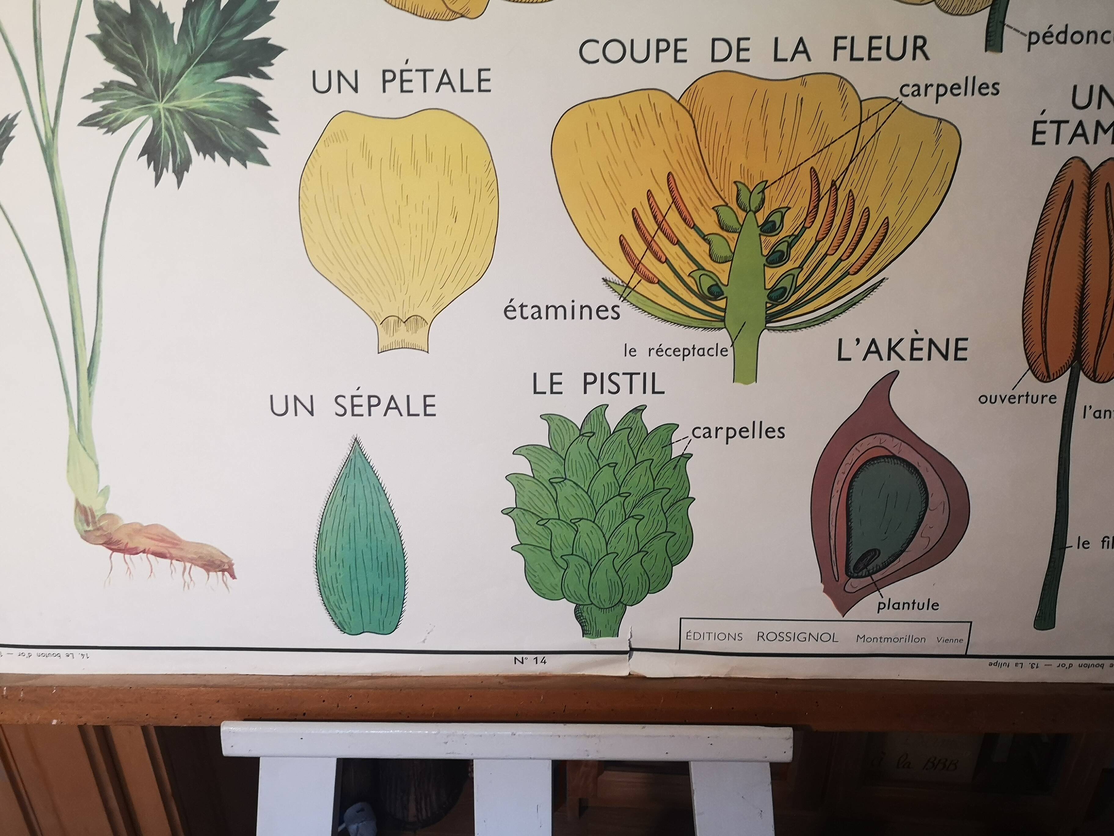Large Botanical Nightingale Poster