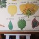 Large Botanical Nightingale Poster