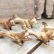 Set de 6 porte couteaux chien en bois