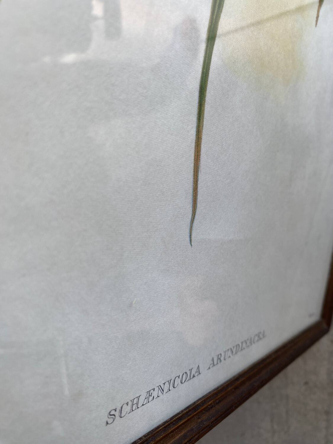 Large ornithological board