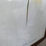 Large ornithological board