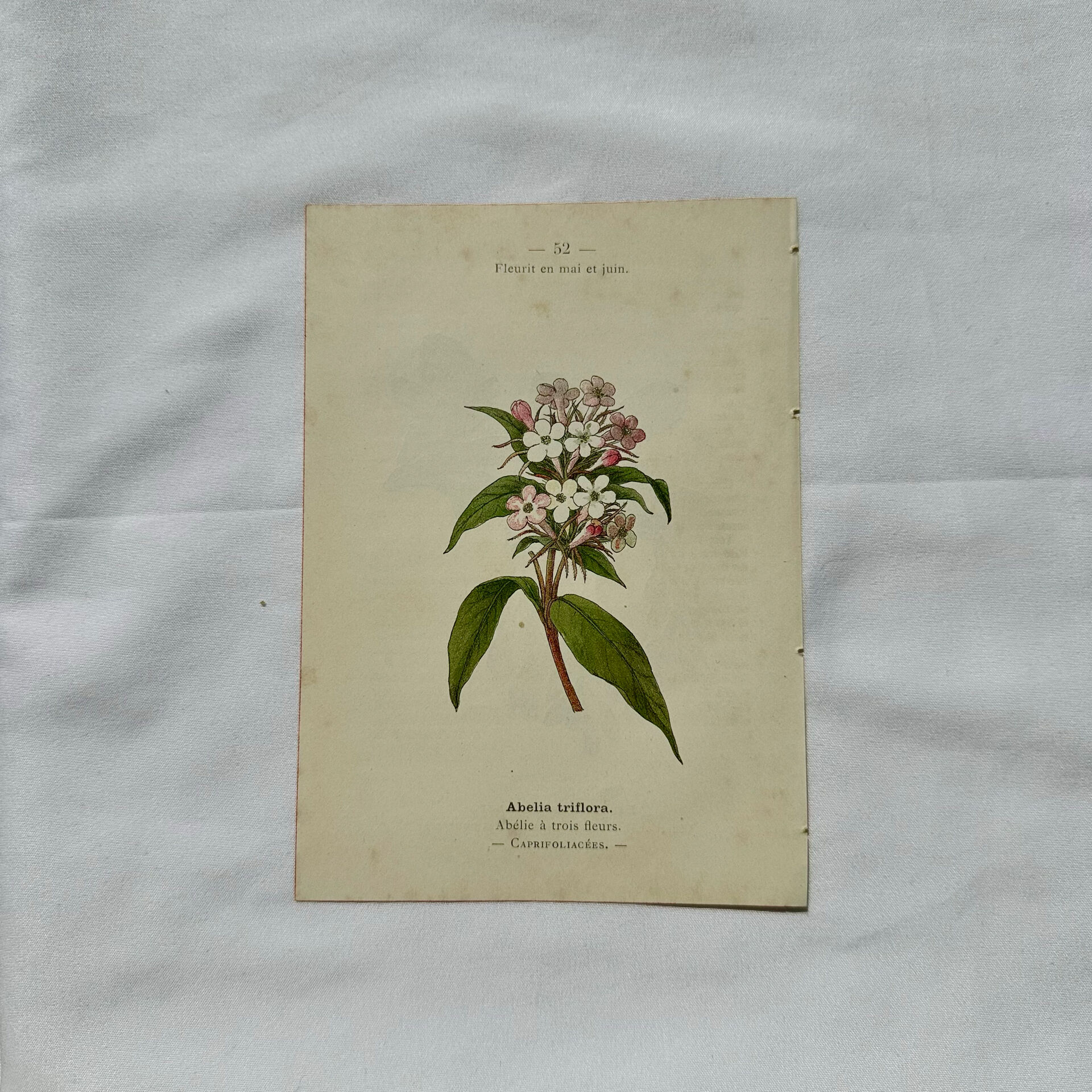 19th-century botanical engraving, double-sided, hand-coloured, plant from France.
