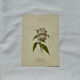 19th-century botanical engraving, double-sided, hand-coloured, plant from France.