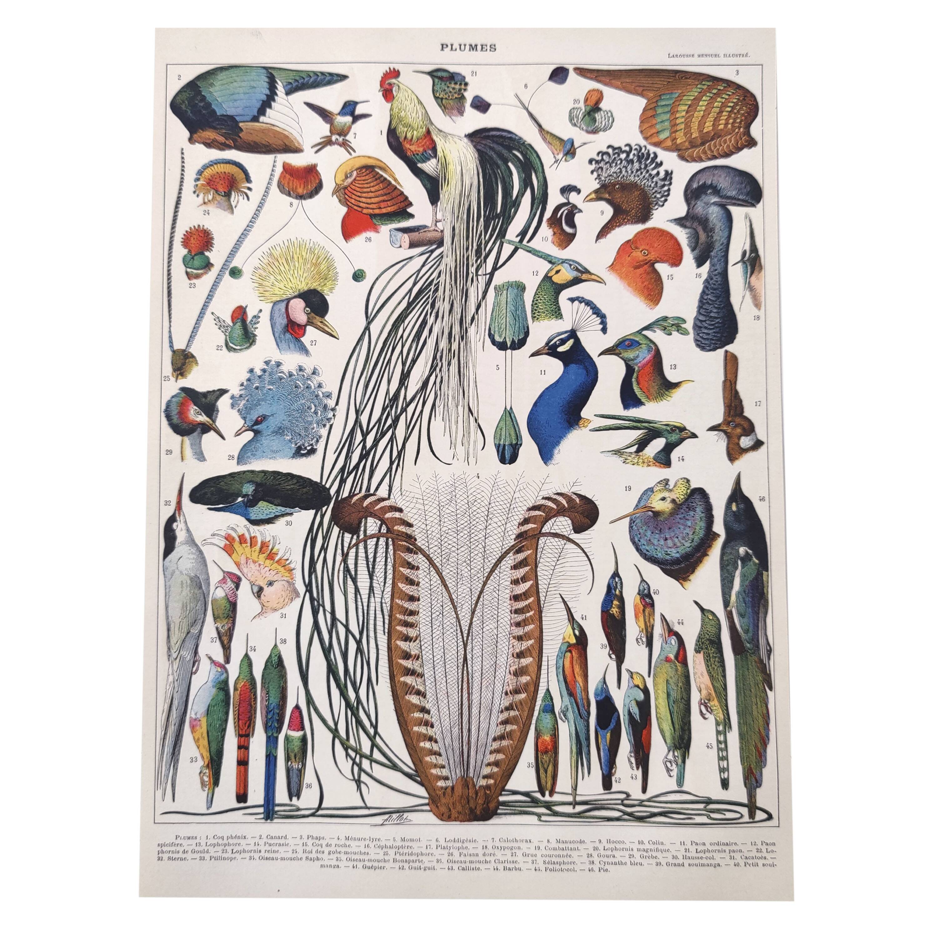 Old lithograph plate birds feathers 1900