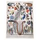 Old lithograph plate birds feathers 1900