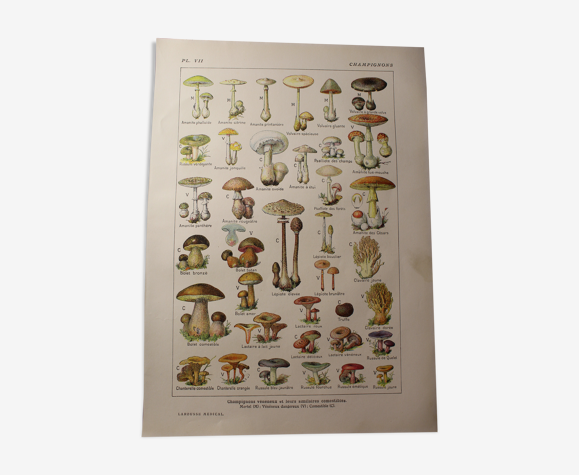 Planche botanique - plante - les champignons