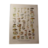 Planche botanique - plante - les champignons