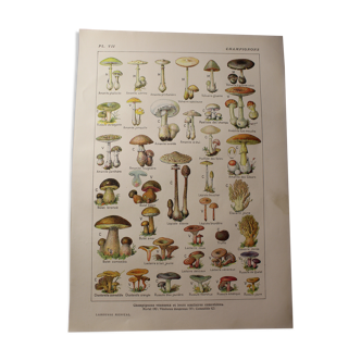 Botanical plank - plant - mushrooms