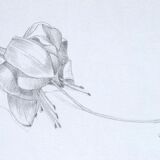 Fuchsia, original drawing
