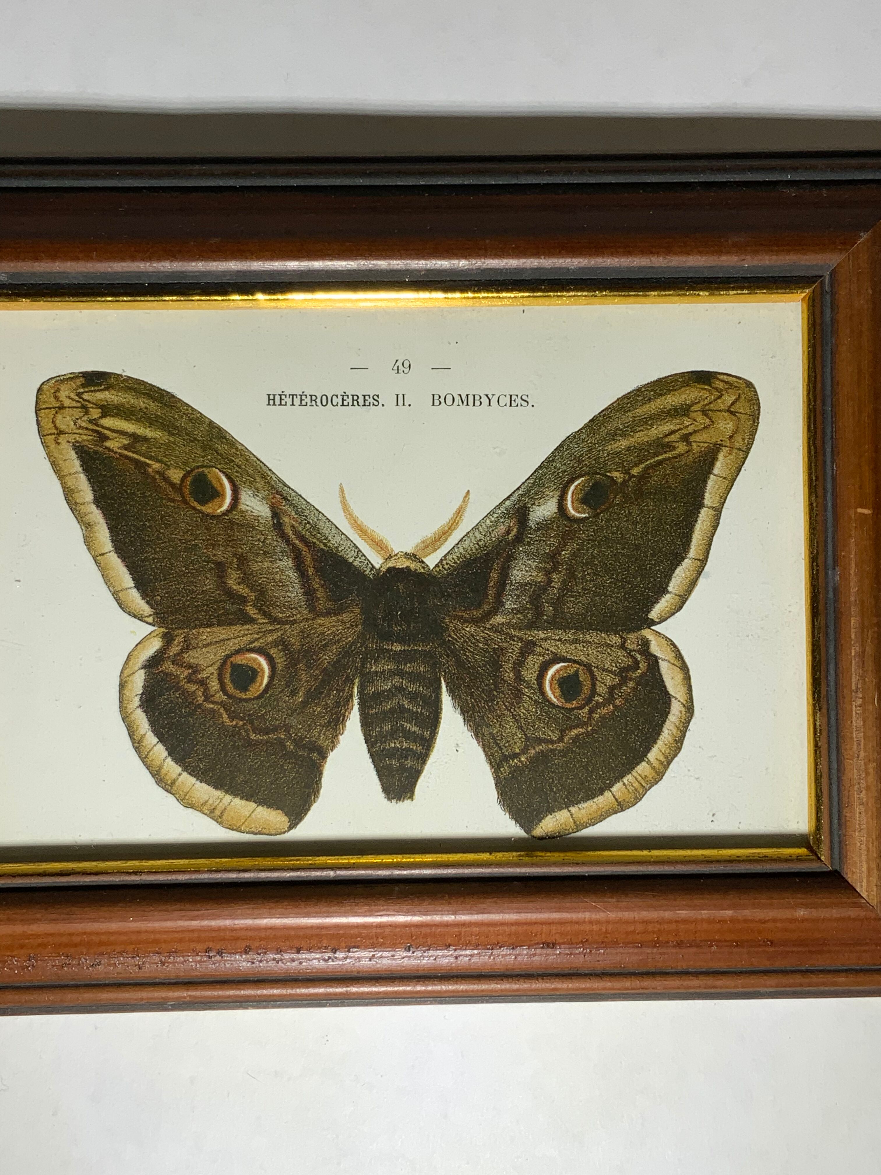 Ancient botanical engraving butterfly framed 1900 G Denise