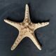 Starfish