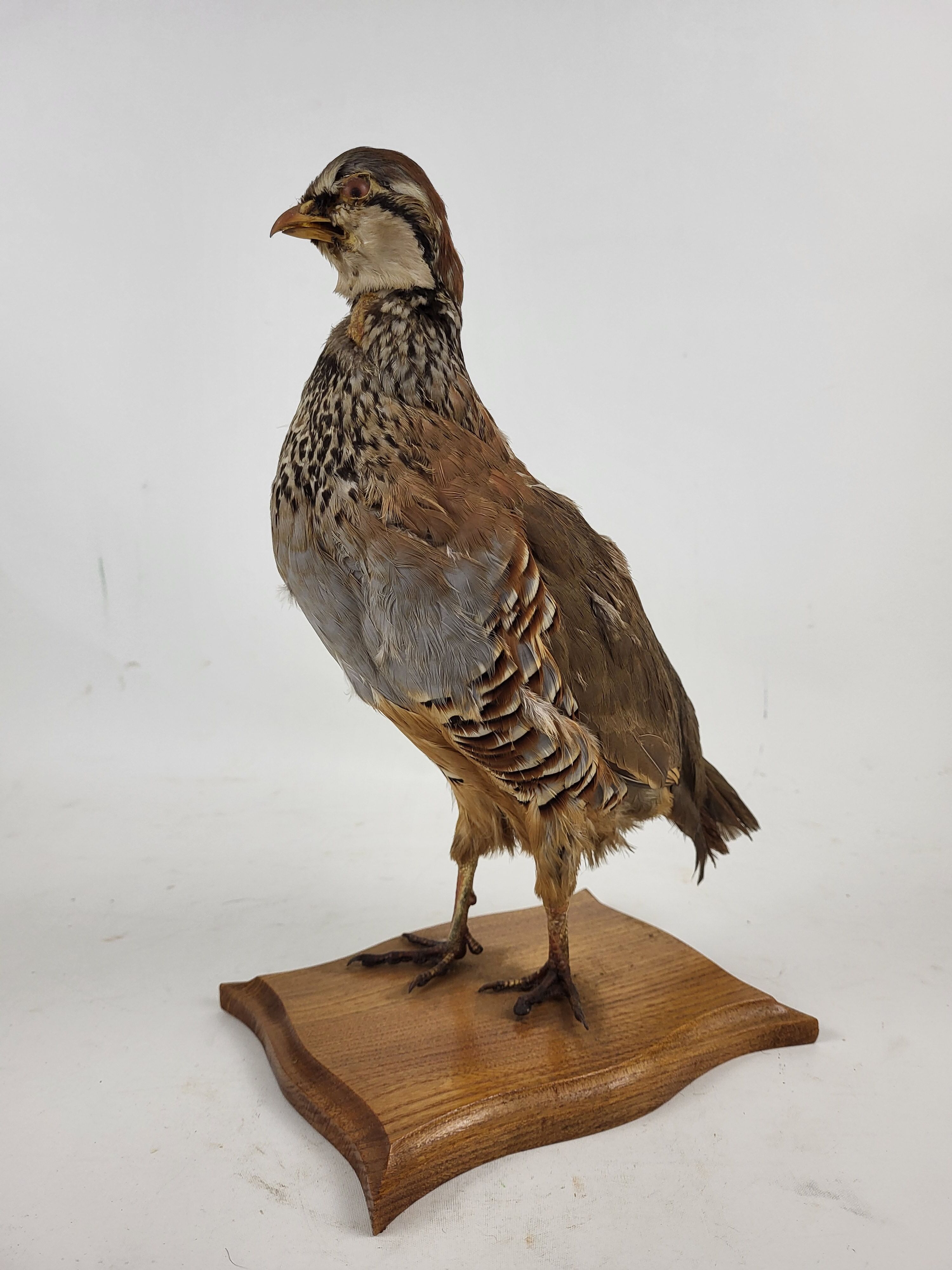 Stuffed partridge bird stuffed stuffed taxidermy