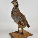 Stuffed partridge bird stuffed stuffed taxidermy