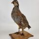 Oiseau perdrix empaillé naturalisé taxidermie