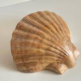 Shell wall enameled by aljezur