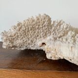 White coral 33 cm