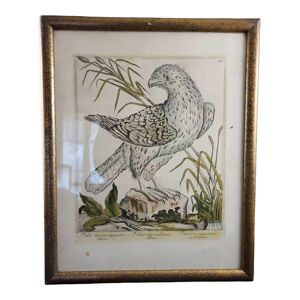 Gravure Faucon milan,