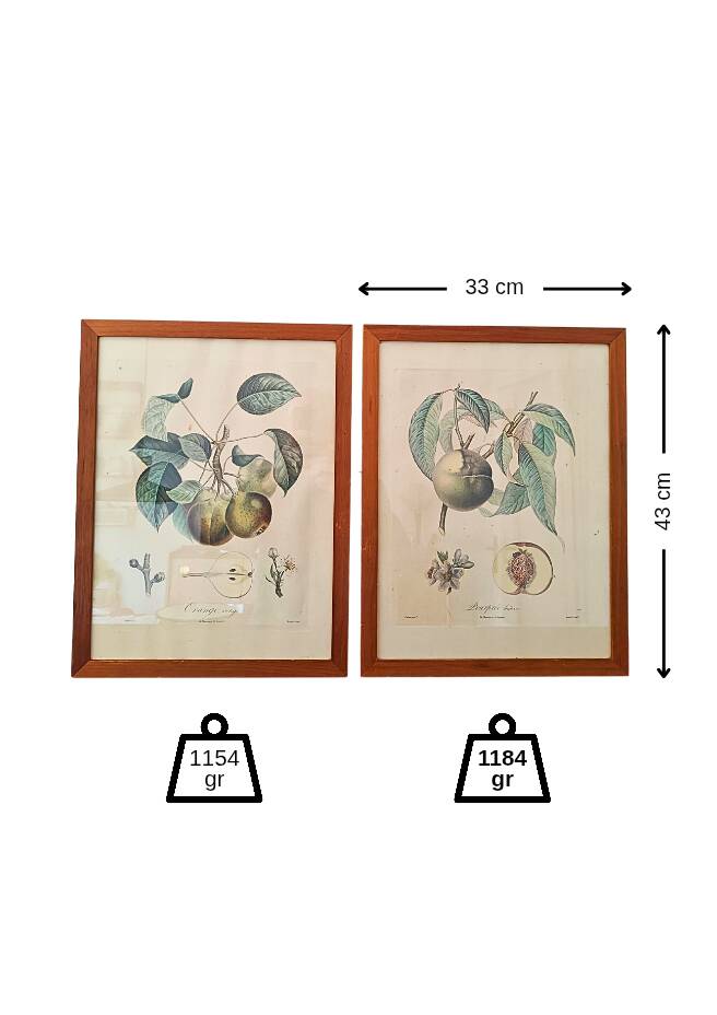 Pair of Botanical Plates 1905 – Peach & Pear – Poiteau