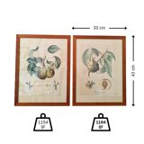 Pair of Botanical Plates 1905 – Peach & Pear – Poiteau