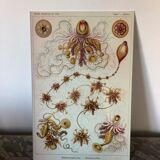 Triptyque Haeckel - « Formes artistiques de la nature » 40x60cm chacun