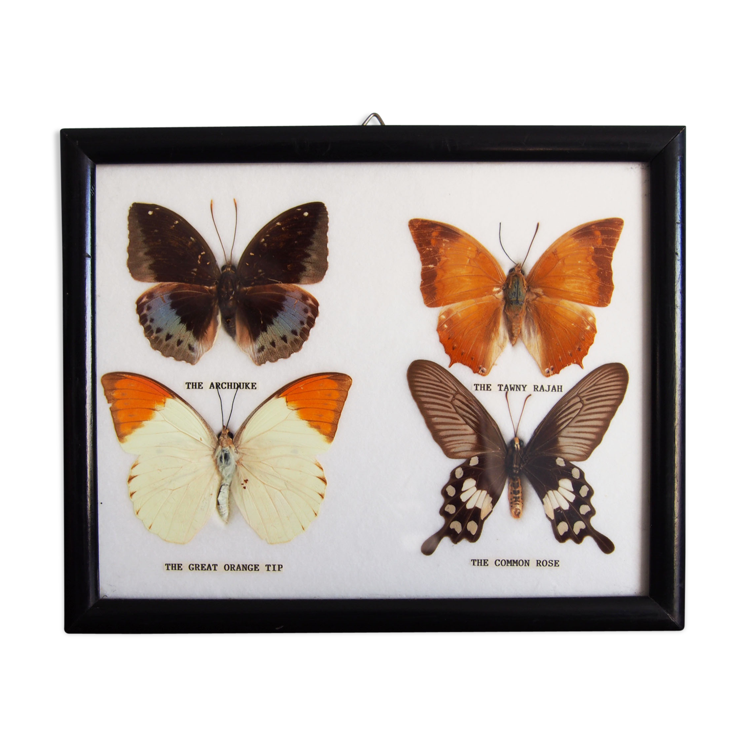 4 butterflies frame