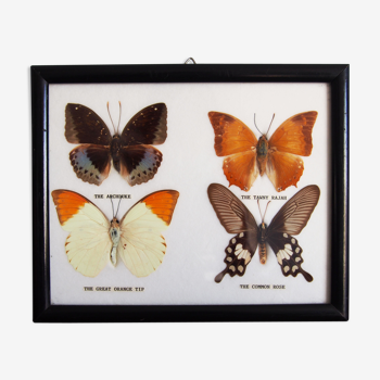 4 butterflies frame