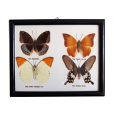 4 butterflies frame