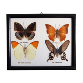 4 butterflies frame