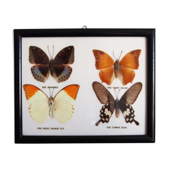 4 butterflies frame