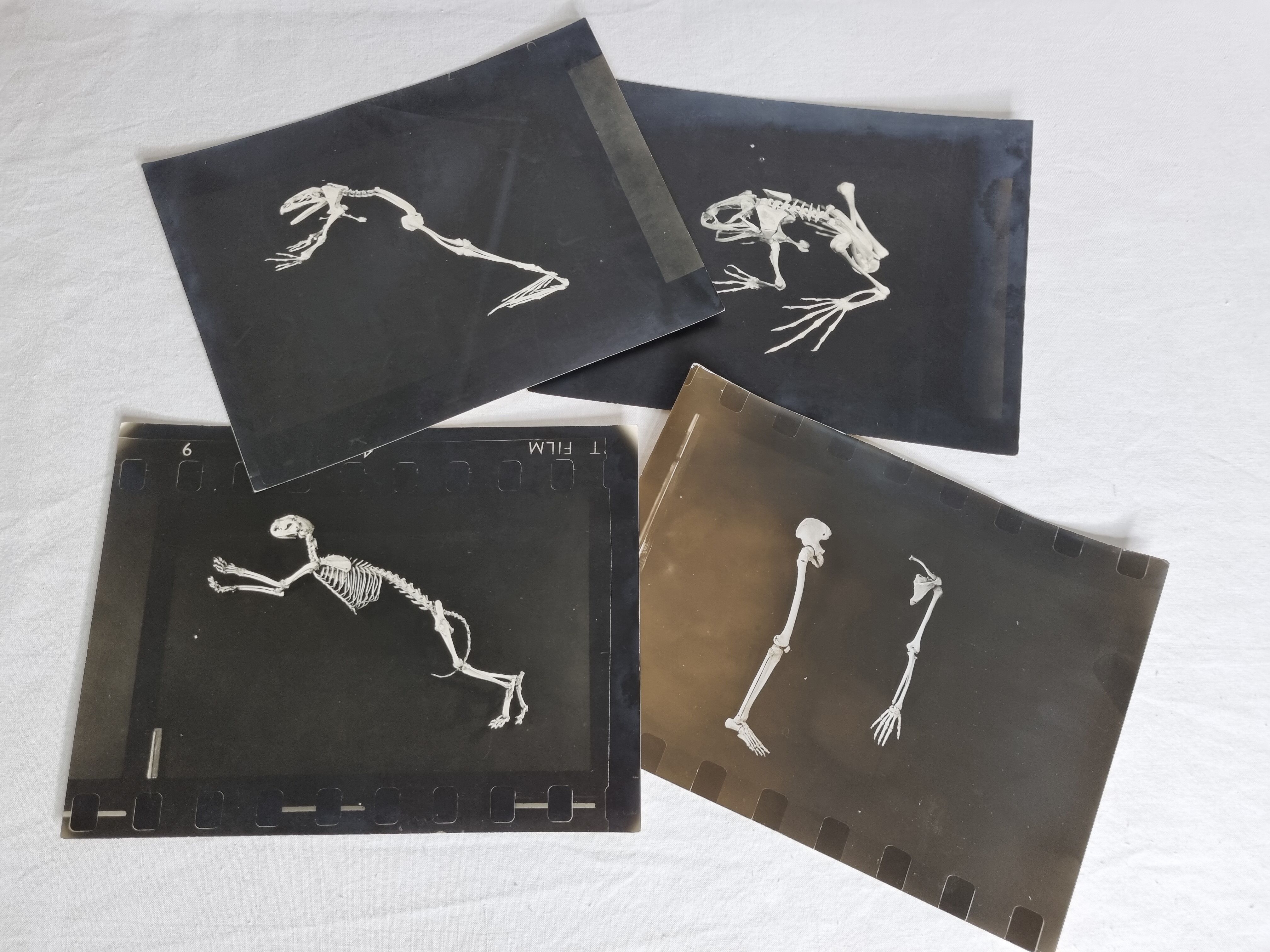 Cabinet of Curiosity, set of four anatomy photographs