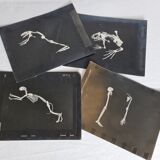 Cabinet of Curiosity, set of four anatomy photographs