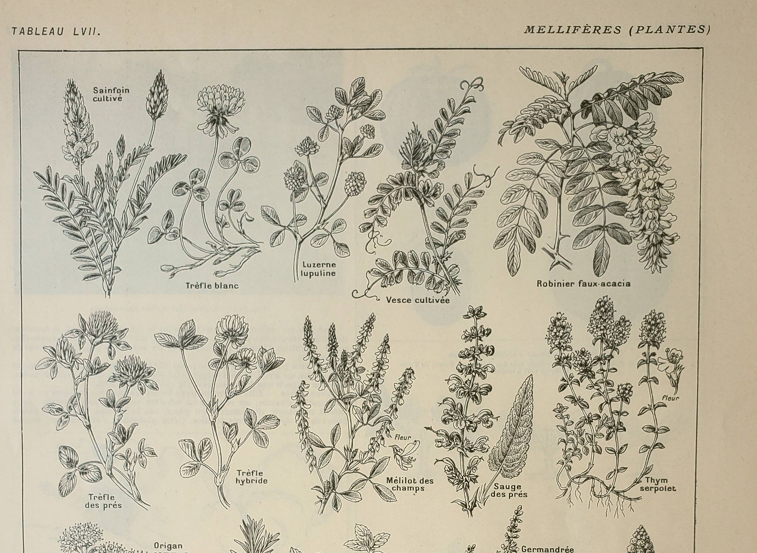 Old engraving 1922, Honey plants, flowers, foraging • Lithograph, original illustration