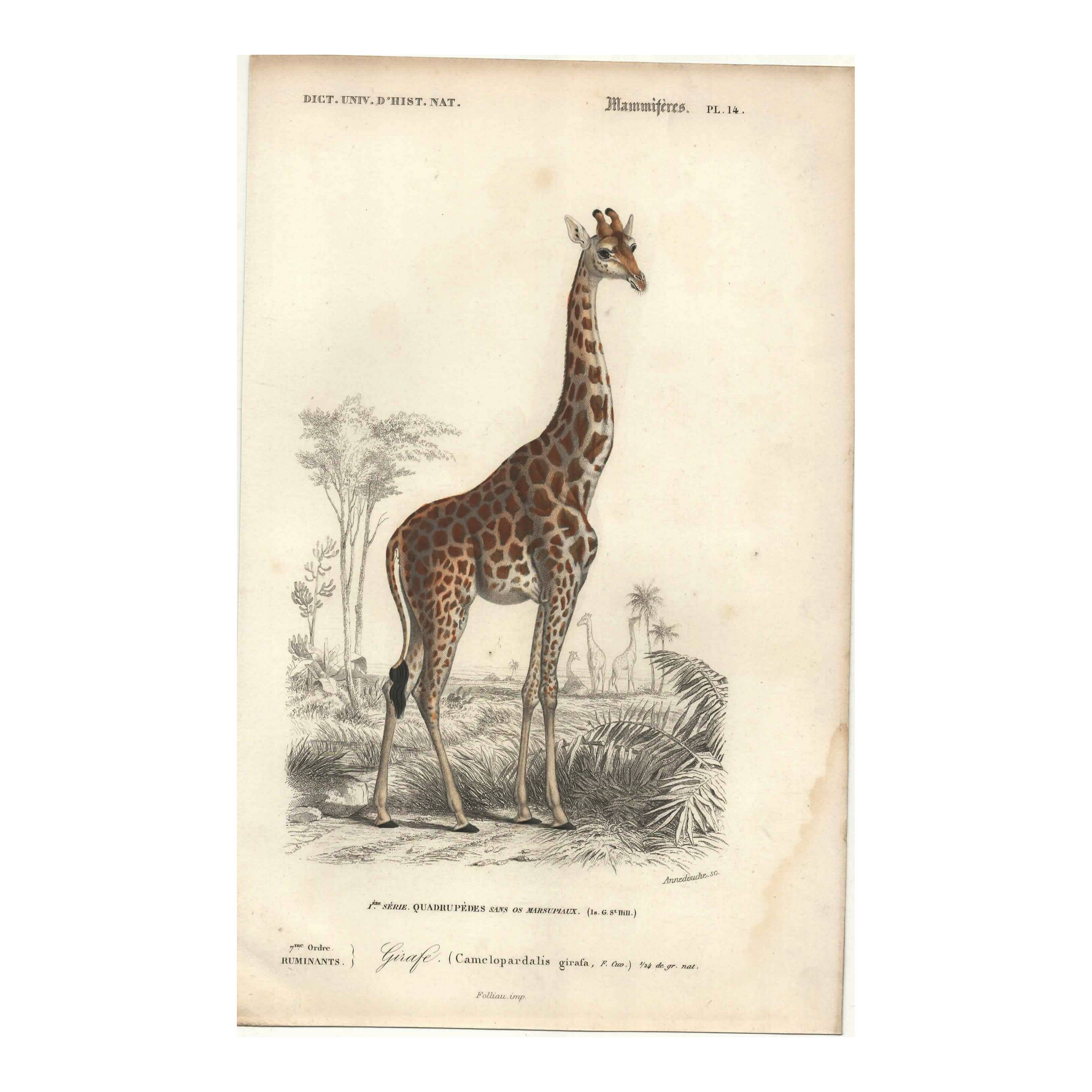 Gravure ancienne 1849 - Girafe par Annedouche