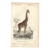 Gravure ancienne 1849 - Girafe par Annedouche