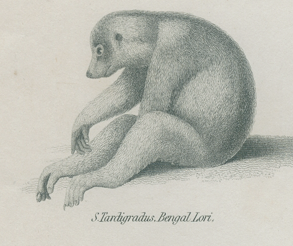 Antique engraving of primates xix